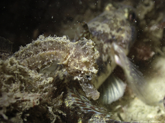 Hippocampus hippocampus