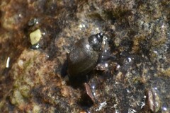 Physa