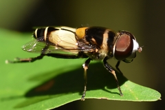 Palpada albifrons