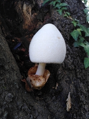 Volvariella bombycina