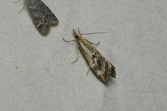 Catoptria
