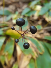 Clintonia umbellulata