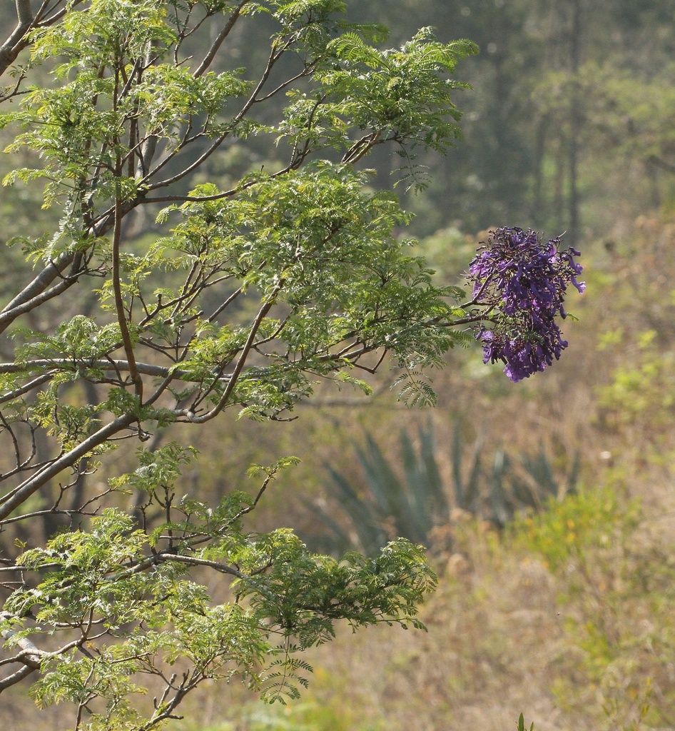 Hoa Phượng tím – Jacaranda acutifolia