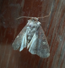 Xestia xanthographa
