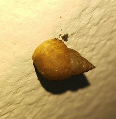 Littoraria angulifera