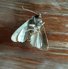 Xestia xanthographa