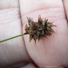 Carex hoodii