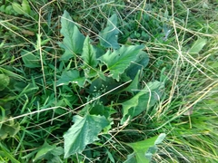 Blitum bonus-henricus