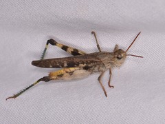 Oedipodinae