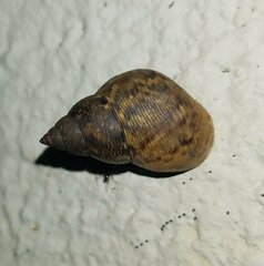 Littoraria angulifera