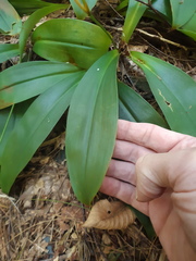 Clintonia umbellulata