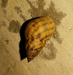 Littoraria angulifera