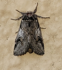 Astiptodonta aonides