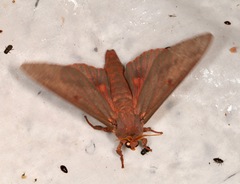 Citheronia sepulcralis