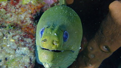 Gymnothorax funebris