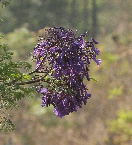Jacaranda acutifolia, photograph 2