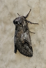 Astiptodonta aonides