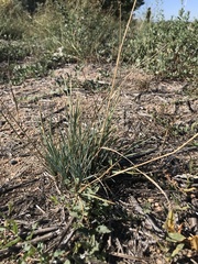 Festuca idahoensis