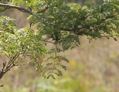 Jacaranda acutifolia