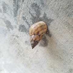 Littoraria angulifera