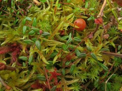 Vaccinium microcarpum