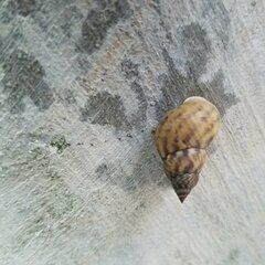 Littoraria angulifera