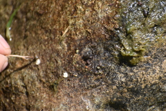 Physa