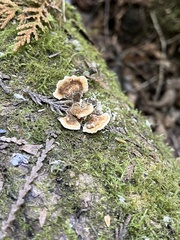 Trametes versicolor