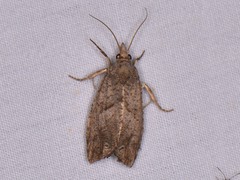 Eucosma sombreana