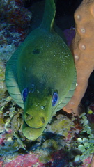 Gymnothorax funebris
