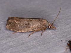 Eucosma sombreana