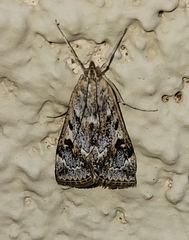 Loxostege allectalis