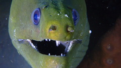 Gymnothorax funebris