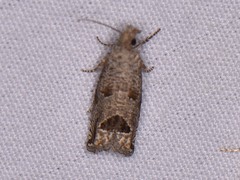 Pelochrista consobrinana