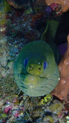 Gymnothorax funebris