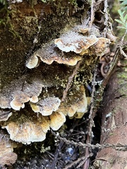 Trametes versicolor