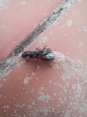 Camponotus barbaricus