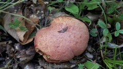 Rubroboletus satanas
