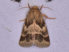 Schinia lynx