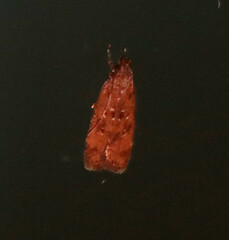 Dichomeris ventrellus