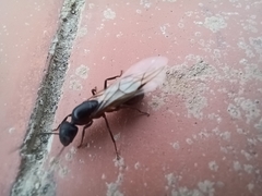 Camponotus barbaricus