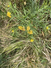 Euthamia gymnospermoides