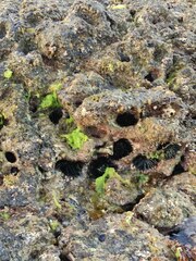Echinoidea