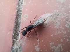Camponotus barbaricus