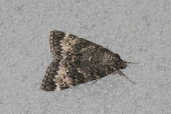 Catocala grotiana
