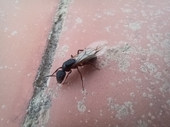Camponotus barbaricus