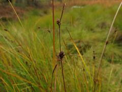 Carex globularis