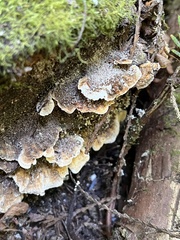 Trametes versicolor