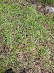 Carex hoodii