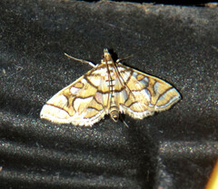 Pseudopyrausta santatalis